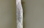 （b）內膽底焊縫橫截面